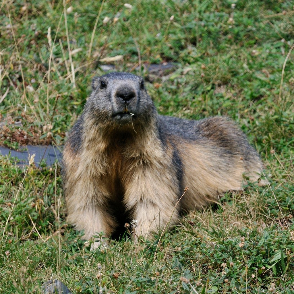 _SYL6635m.jpg - Marmotte