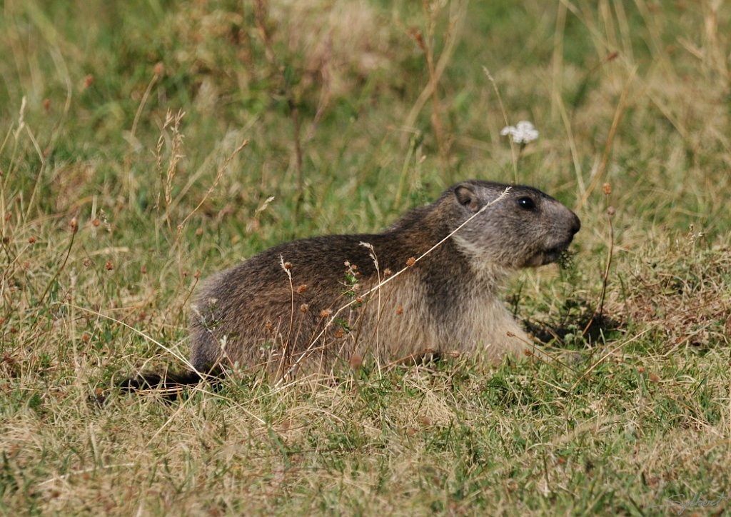 _SYL6674m.jpg - Bébé marmotte