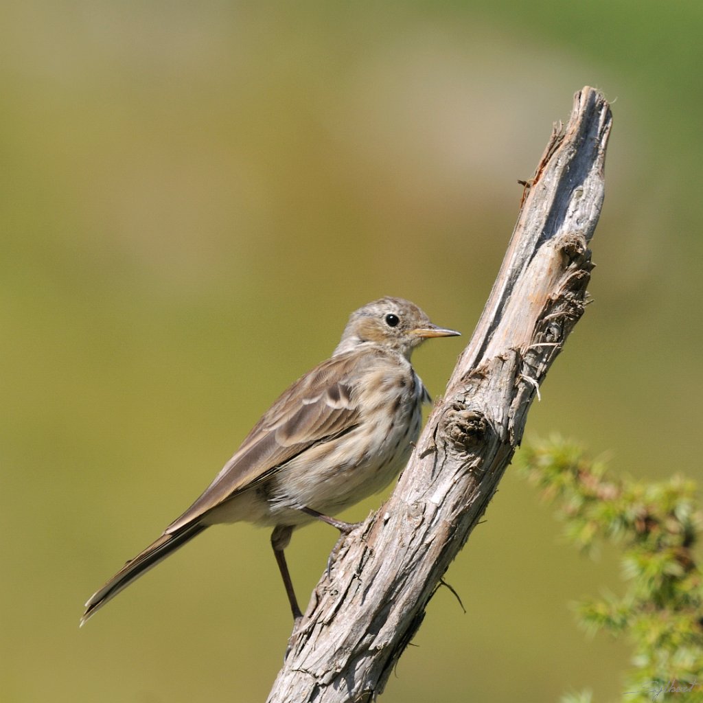 _SYL6679m.jpg - Pipit