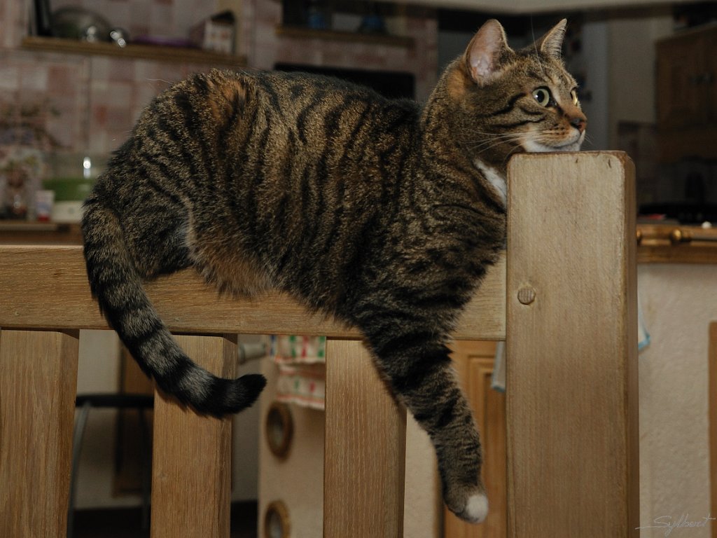 _SYL3638.jpg - Chat perché
