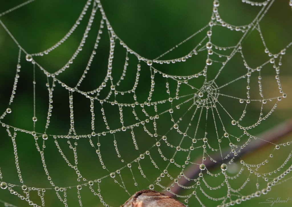 _SYL7594m.jpg - 2nd place tournoi Perles de pluie