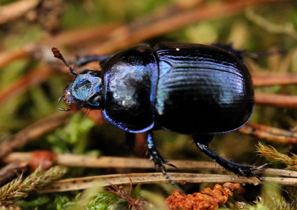 _SYL8174m.jpg - 2nd place au tournoi Petit scarabé