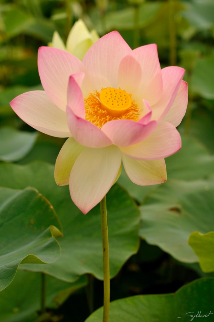 _SYL3829m.jpg - Joli Lotus par floral de Vincennes fin juillet