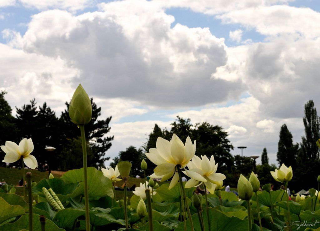 _SYL3917m.jpg - Les lotus du parc floral Vincennes
