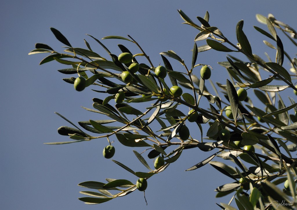 _SL11709m.jpg - Olivier