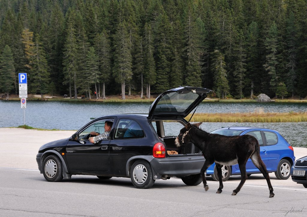 _SL13141.jpg - Allez, on rentre à la maison