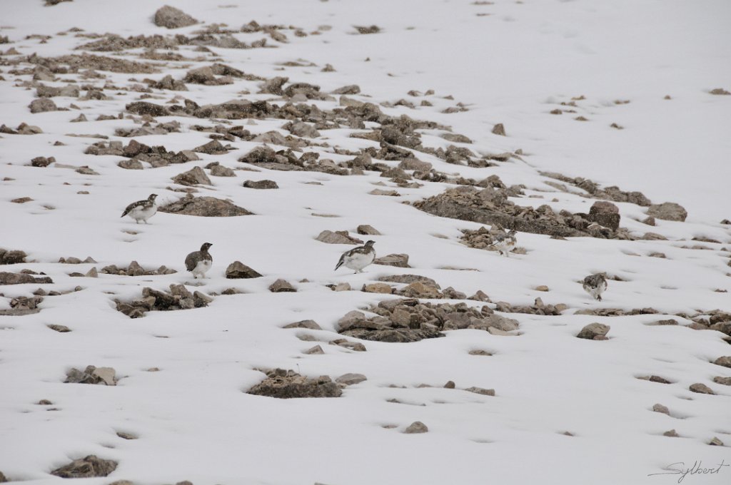 _SL13358.JPG - Nous ne sommes pas tout seul