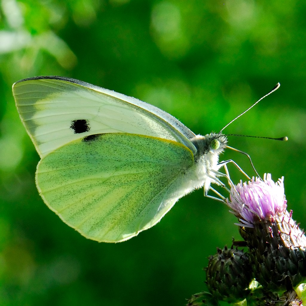 _GIL0762m.jpg - Pieride