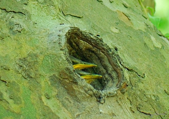 _GIL0832m.jpg - Bébés étourneaux