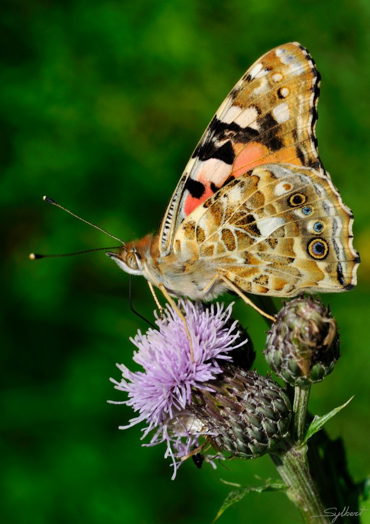 _SYL5028m.jpg - Belle dame