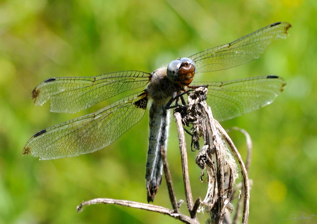 _SYL5232m.jpg - Orthetrum bleuissant