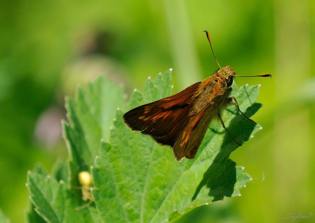 _SYL5288m.jpg - Sylvaine