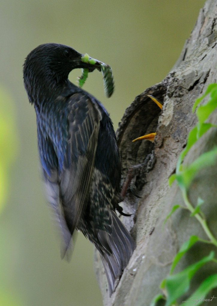 _SYL5435m.jpg - Etourneaux