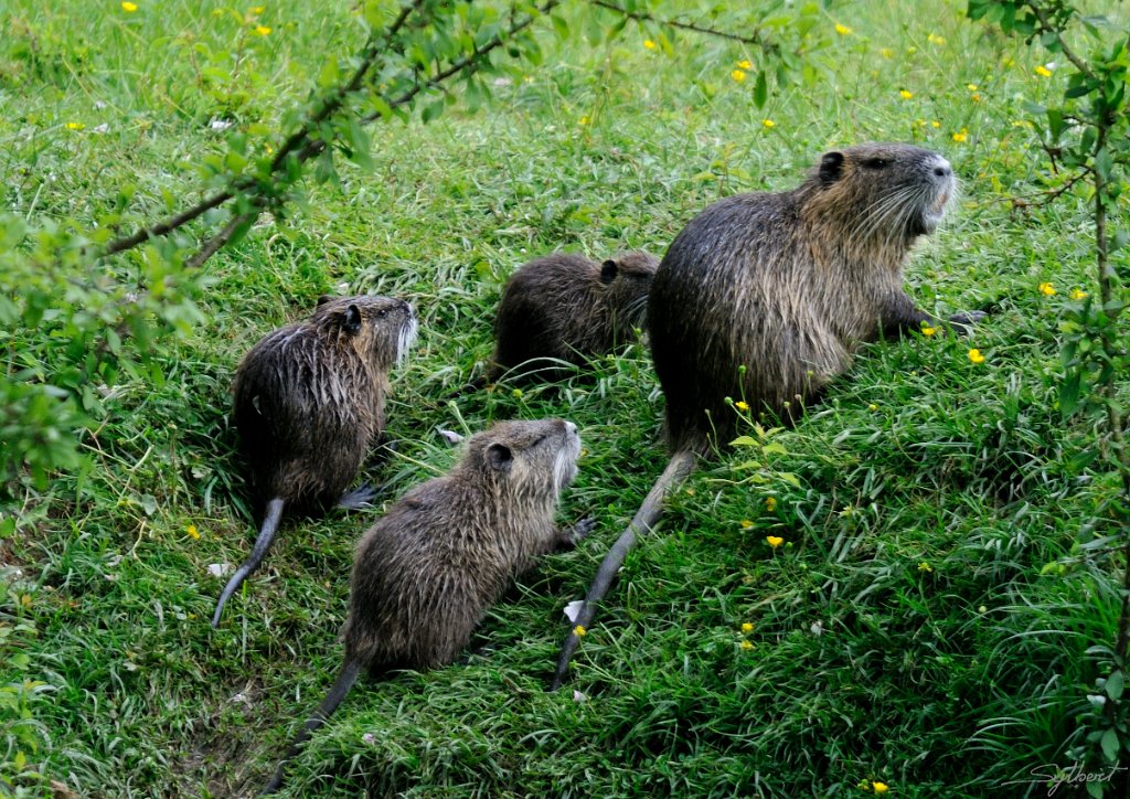 _SYL4317m.jpg - Ragondins