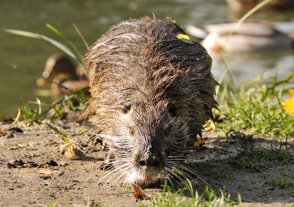 _SL13140m.jpg - Ragondin