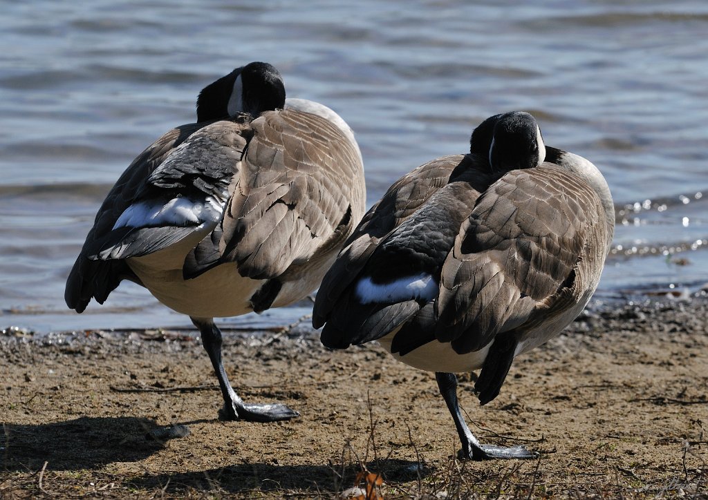 _SYL0298m.jpg - Oie bernache du canada