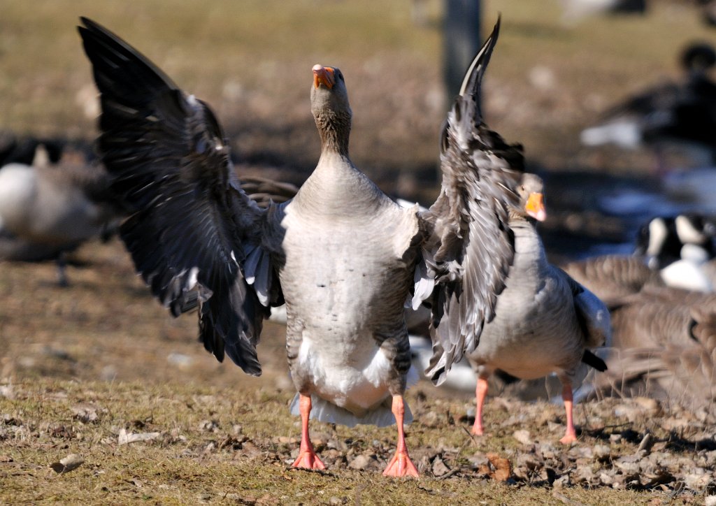 _SYL0513m.jpg - Oie cendrée