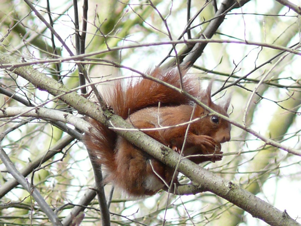 P1000031.JPG - Parc de Sceaux
