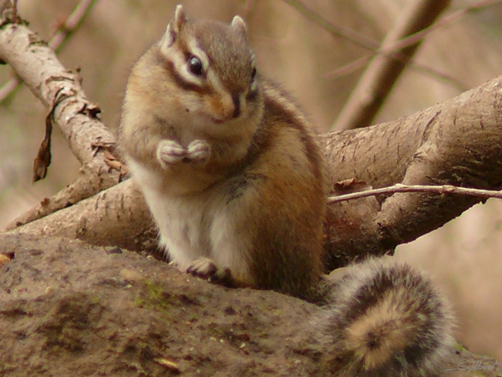 P1000085.JPG - Parc de Sceaux