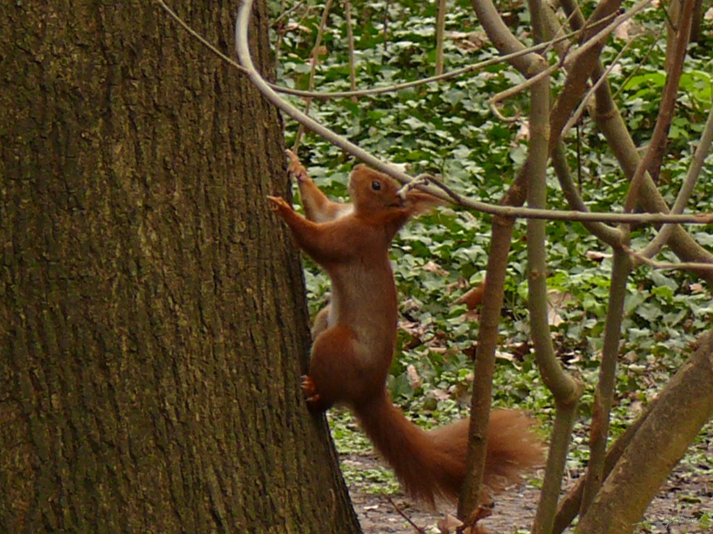 P1000088.JPG - Parc de Sceaux