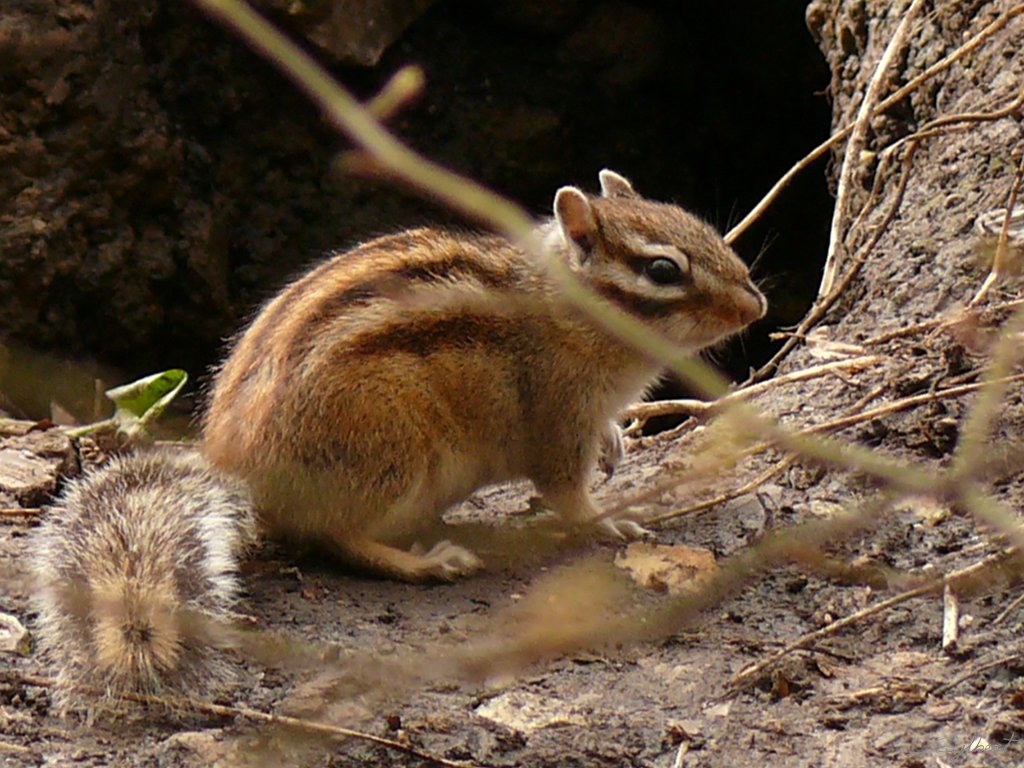 P1000091.JPG - Parc de Sceaux