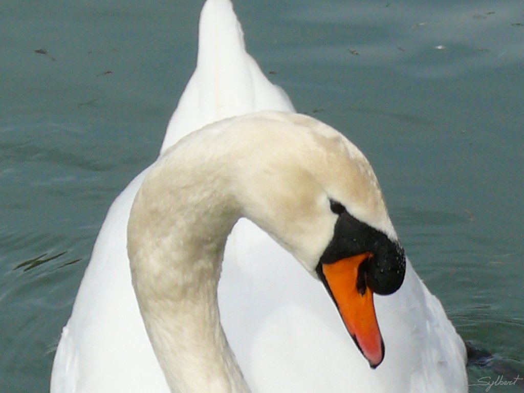 P1000129.JPG - Parc de Sceaux