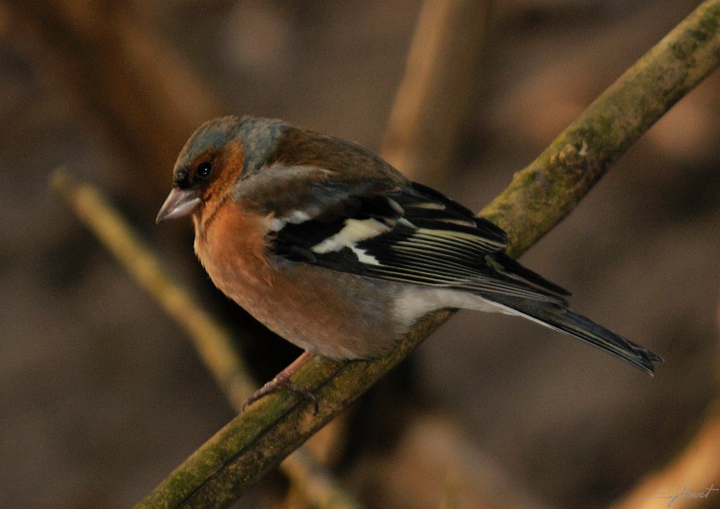 _SYL9720.jpg - Pinson des arbres