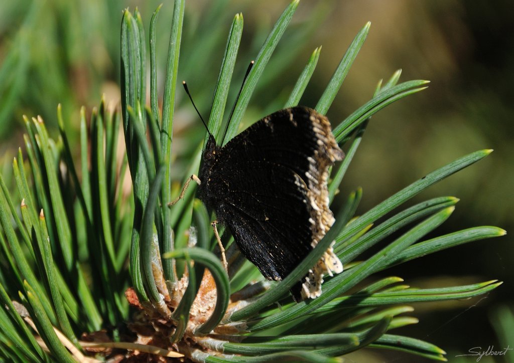 _SL12785m.jpg - Morio