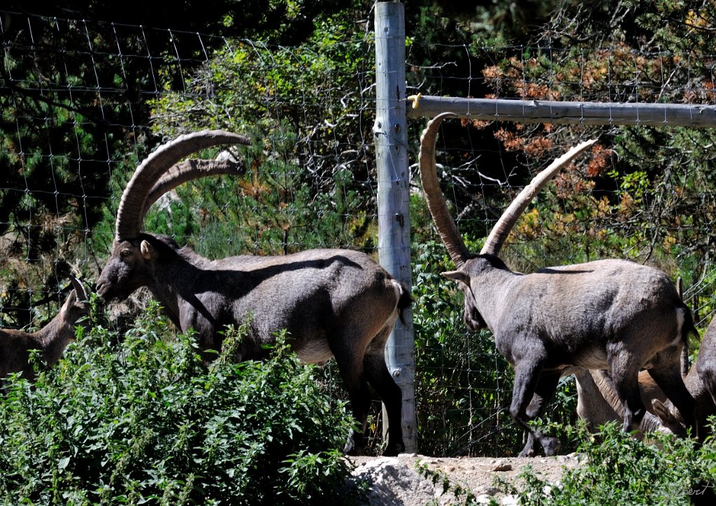 _SL12339m.jpg - Bouquetins