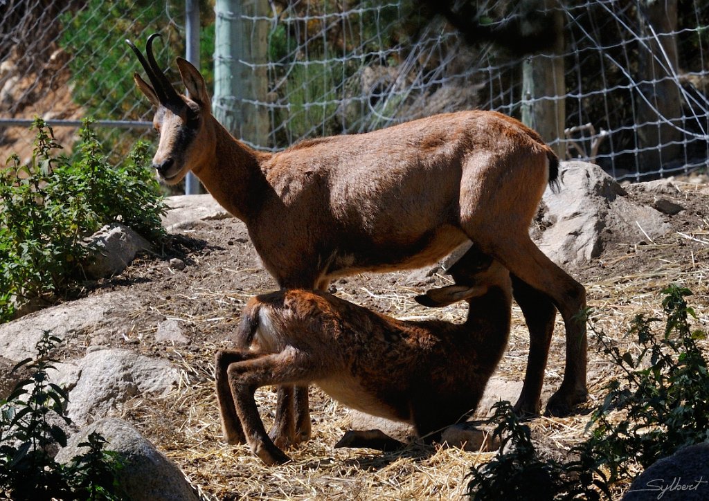 _SL12349m.jpg - Izards