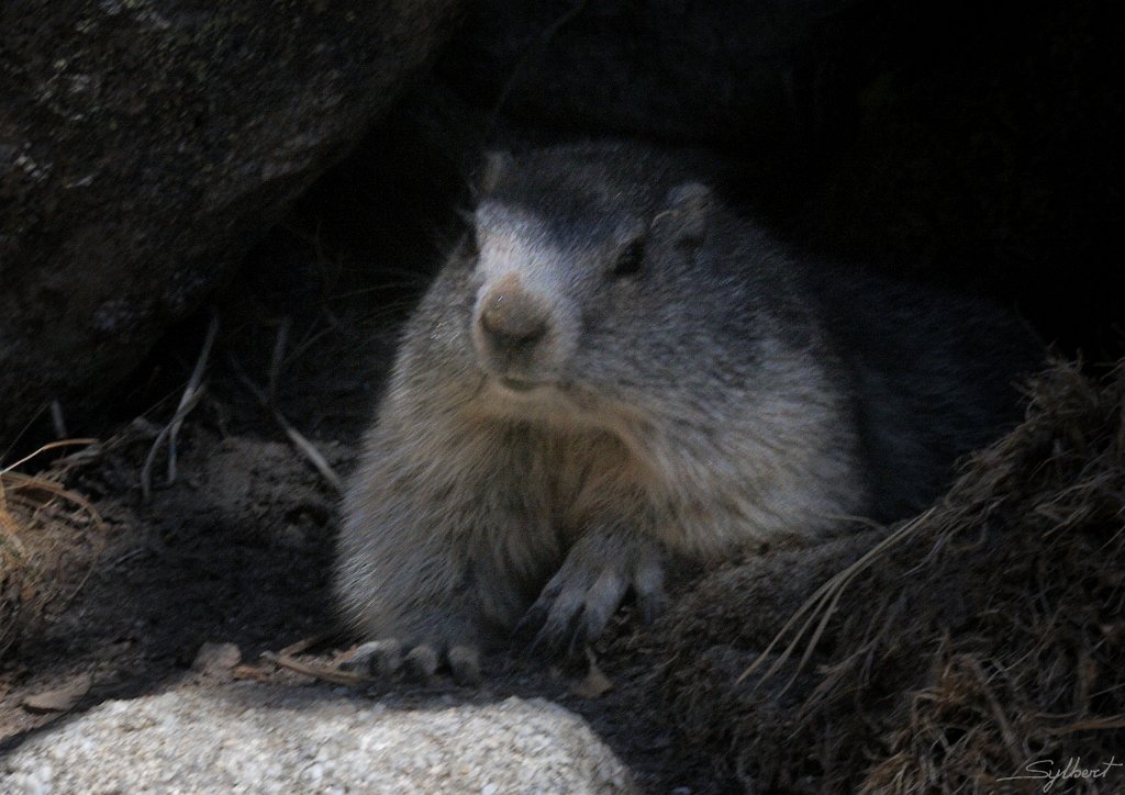 _SL12383m.jpg - Marmotte