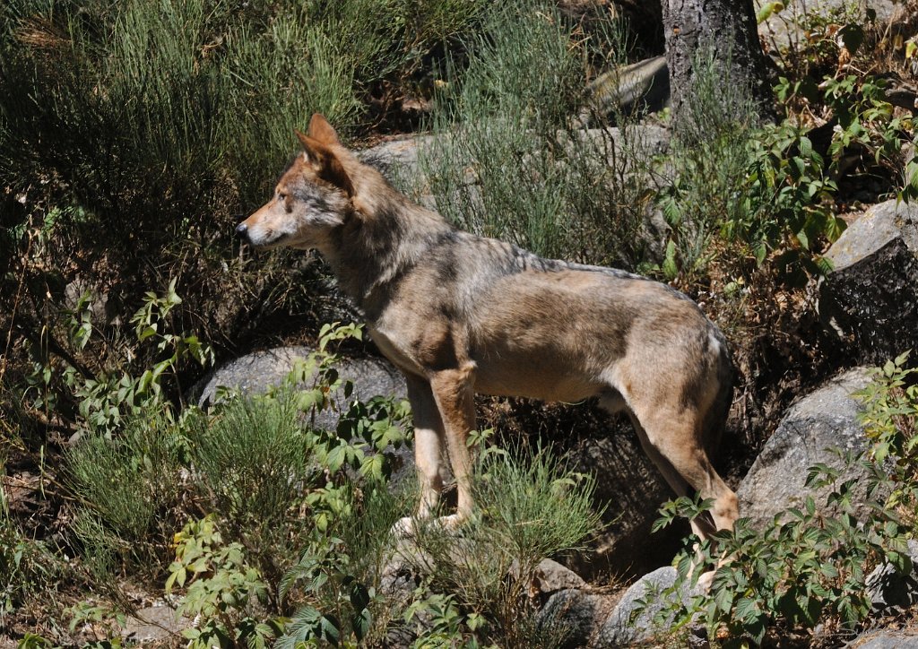 _SL12423m.jpg - Loup