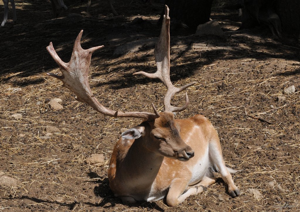 _SL12475m.jpg - Daim