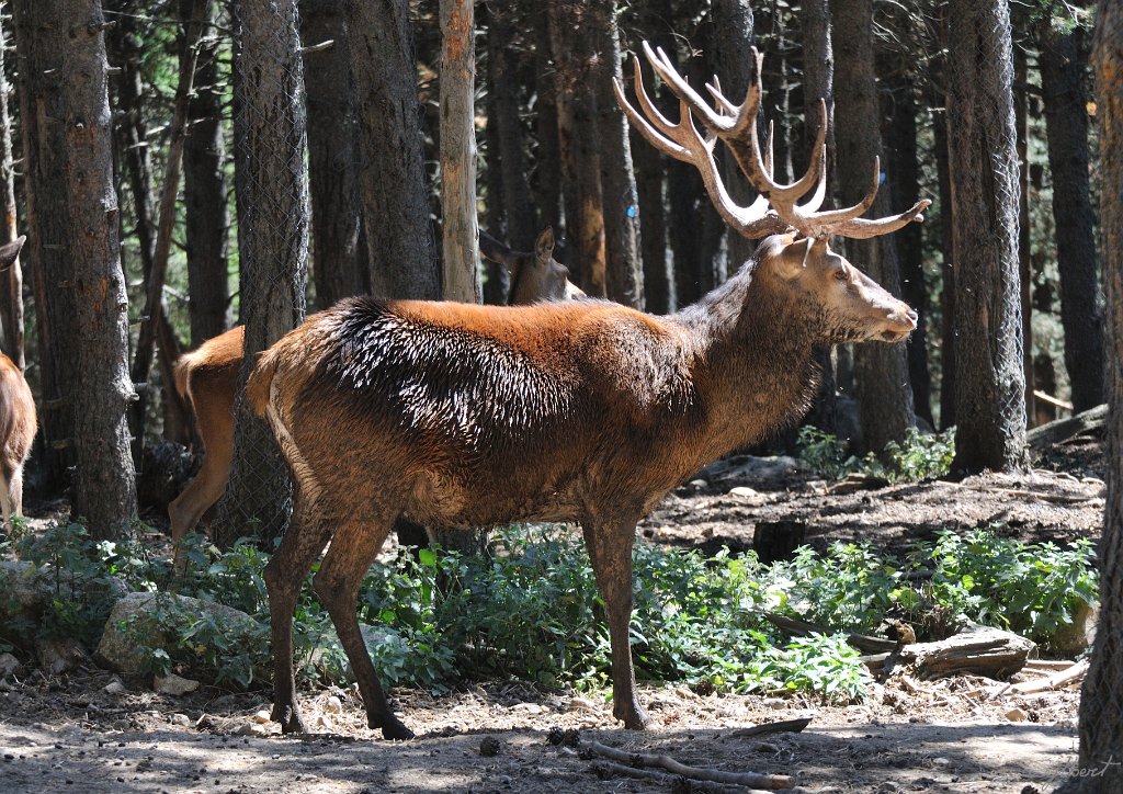 _SL12544m.jpg - Cerf