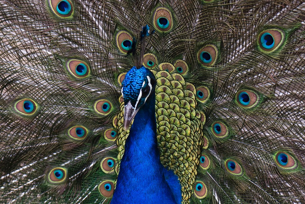 Paon.jpg - Suis le plum beau !!