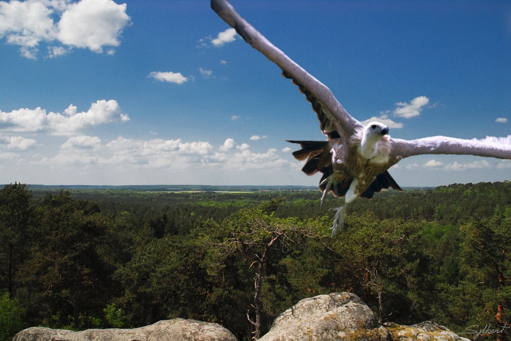 Vautour.jpg - Avez-vous vu Maurice dans les gorges de franchard
