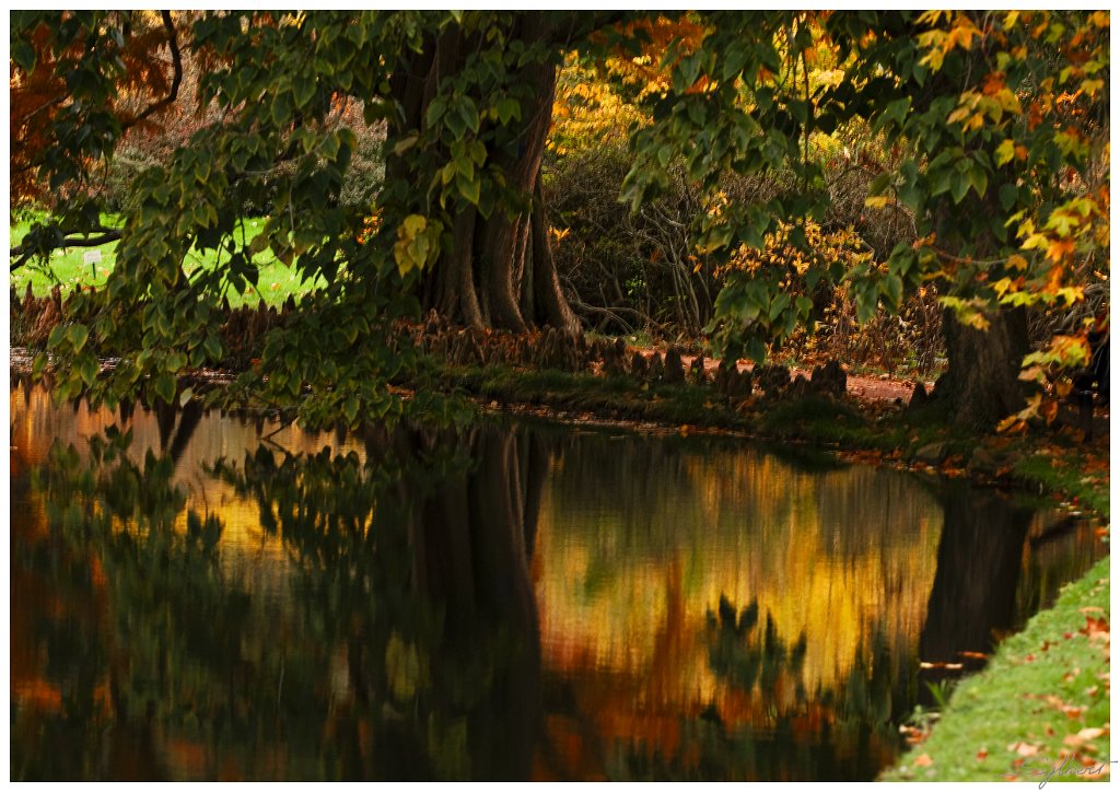 _GIL7835a.jpg - Tableau impressionniste un Taxodium au parc de la vallée aux loups (Chatenay Malabry)