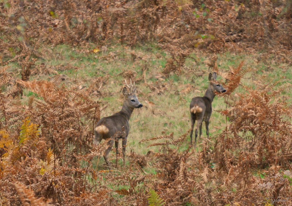 _SYL8182.jpg - Qui va là ?