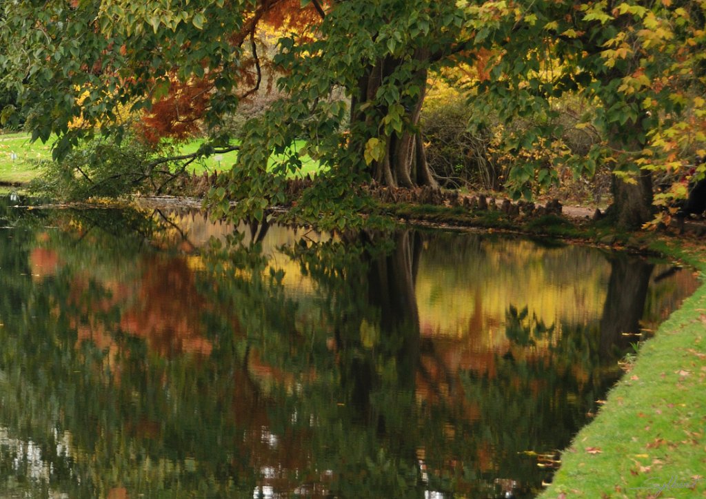 _SYL8487.jpg - Tableau impressionniste un Taxodium au parc de la vallée aux loups (Chatenay Malabry)